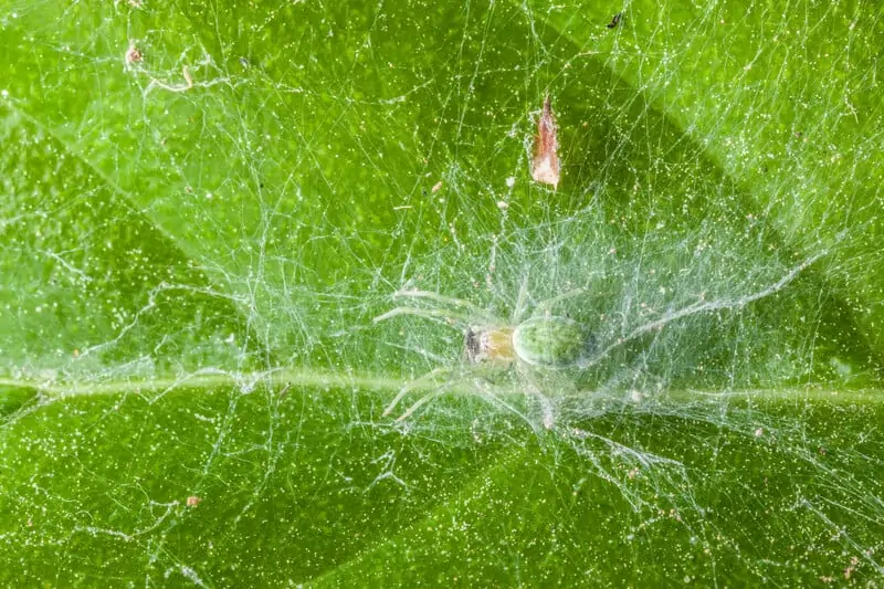 4 Best Products for Spider Mites on Marijuana Plants