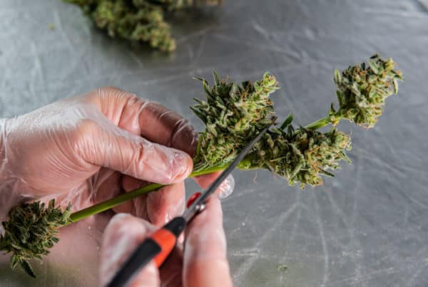 scissors cutting cannabis bud, trimmigrants