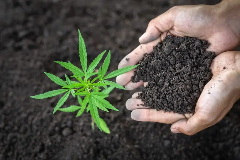 hand with soil in it and cannabis plant growing