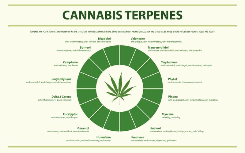 chart of cannabis derived terpenes