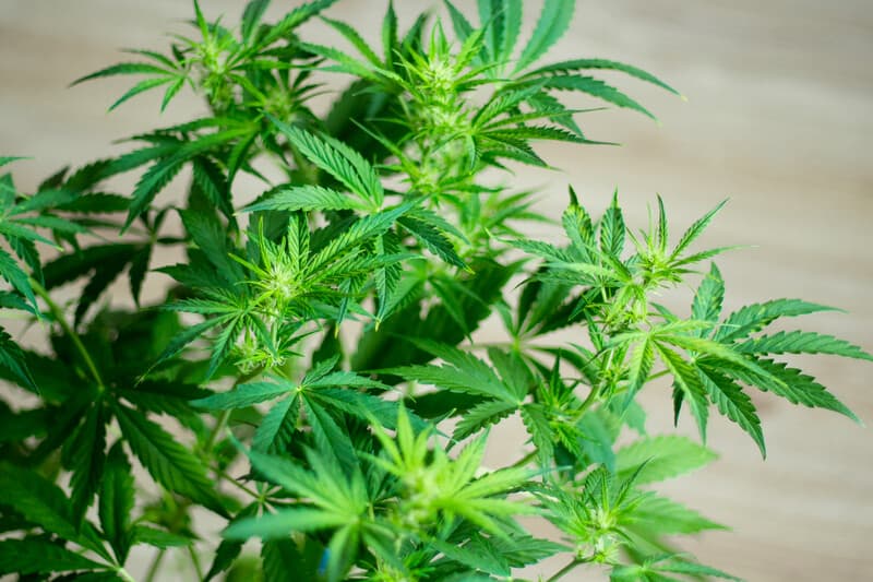 green marijuana plant, dispensary jobs
