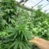man holding a cannabis leaf in a greenhouse, cannabis job salaries