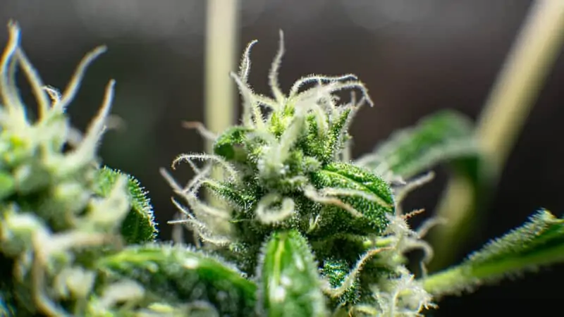 close up of marijuana plant, cannabis derived terpenes
