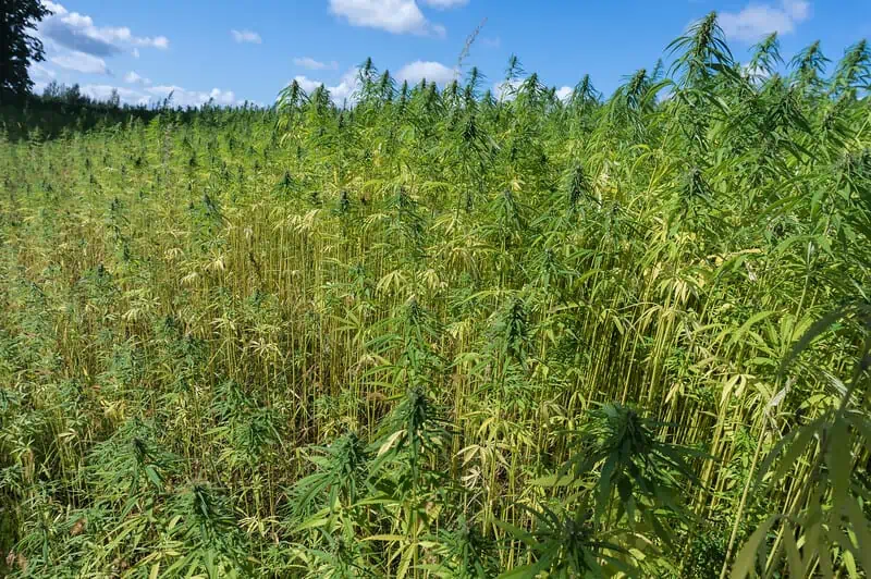 field of cannabis 