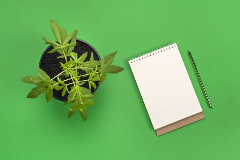 marijuana plant next to notebook on green background, Florida marijuana college
