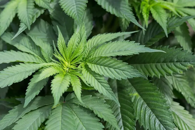minnesotta marijuana legalization news 2021 1