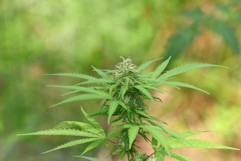 top cannabis derived terpenes