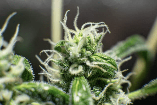 terpenes on a cannabis plant
