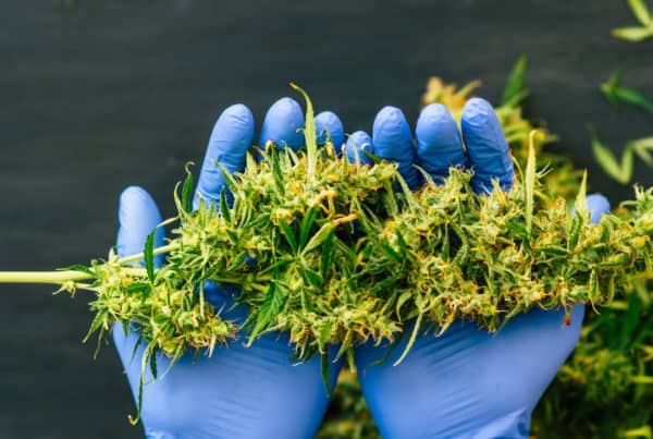 gloved hands holding cannabis, when to harvest weed