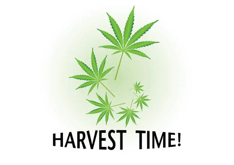 harvest time written in black with marijuana leaves, when to harvest weed