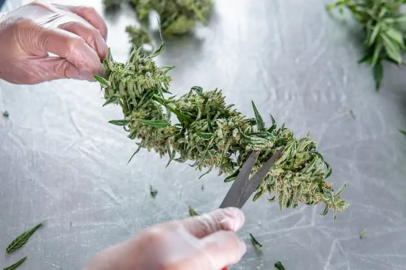 gloved hands trimming weed, weed trimming jobs