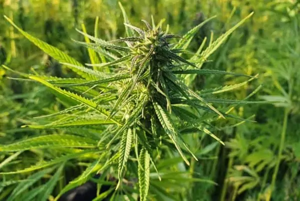 field of marijuana plants, growing marijuana in florida