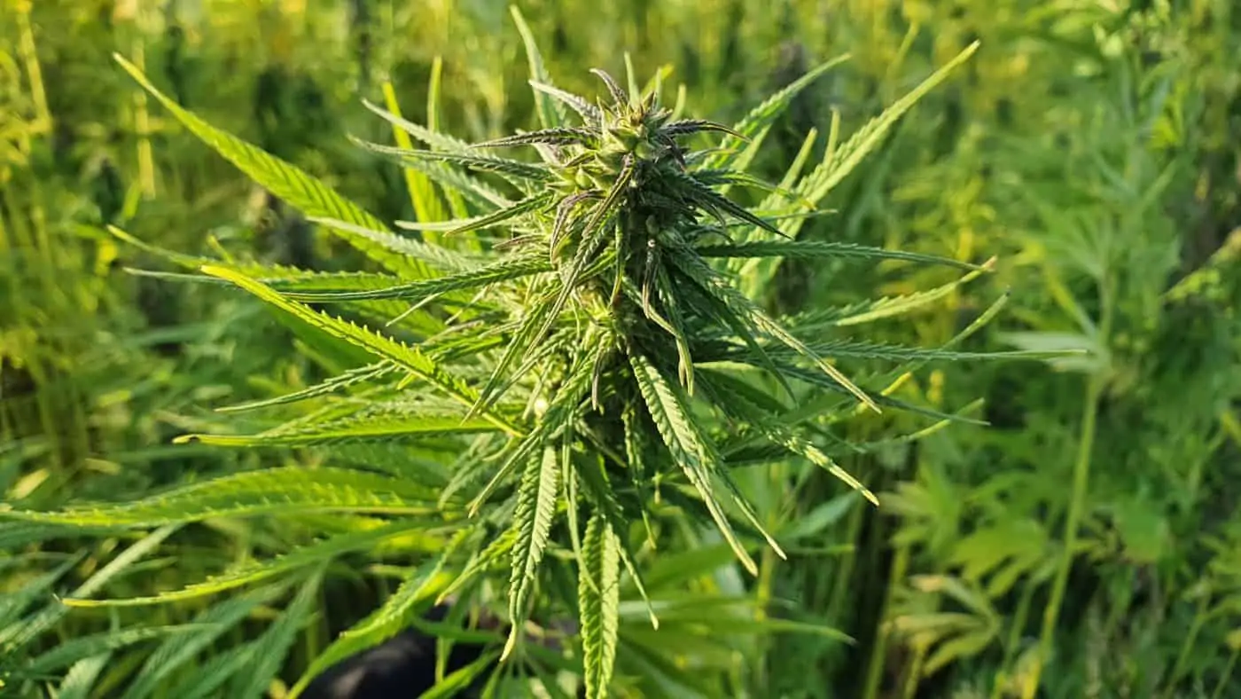 10 Things to Know About Growing Marijuana in Florida