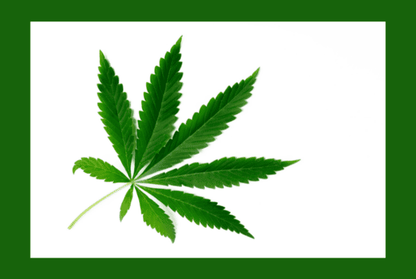 green cannabis leaf isolated on white, cannabis leaf health problems