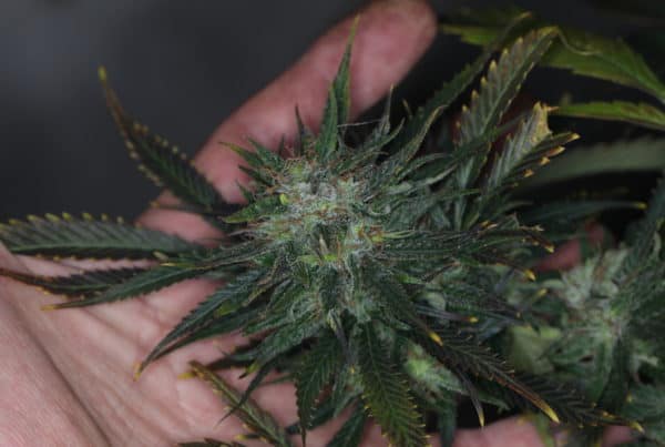 hand holding a cannabis plant up close, cannabis cultivation jobs