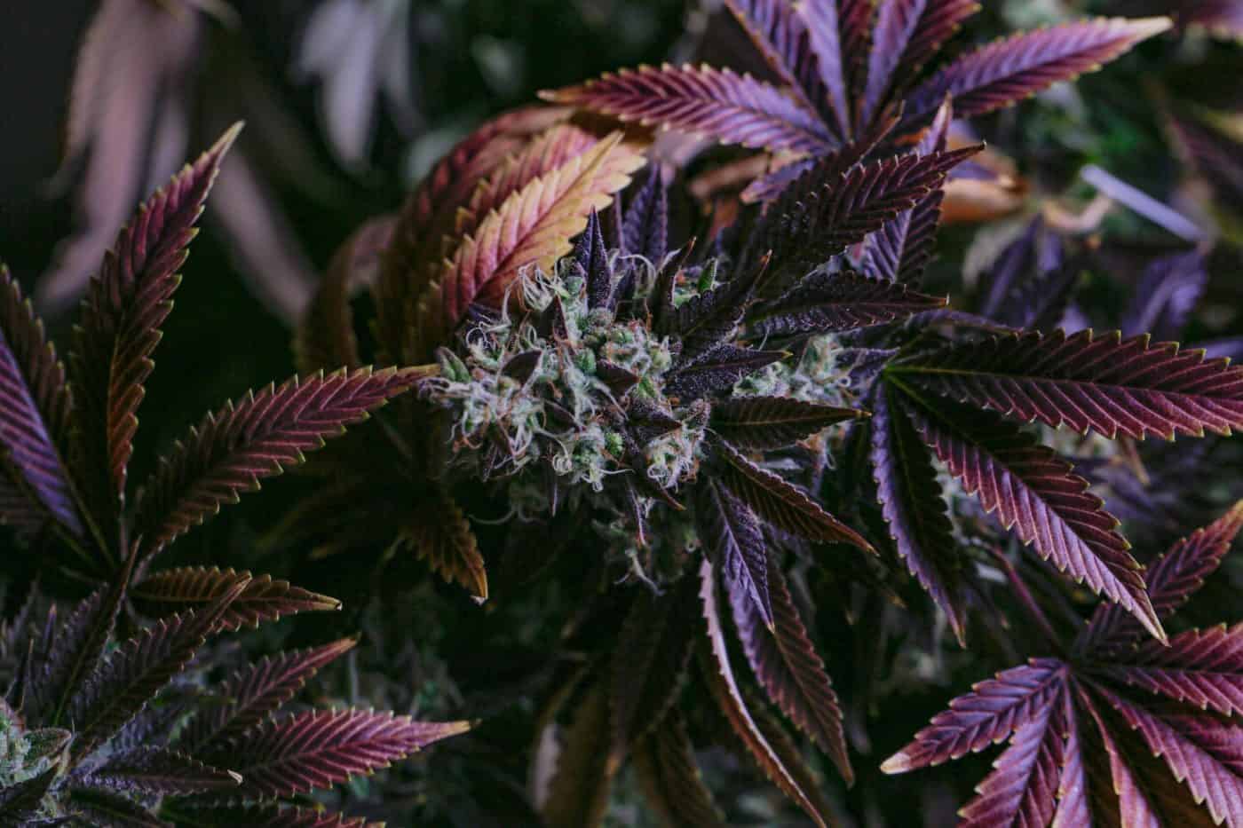 7 Amazing Exotic Purple Strains of Weed You Need to Try