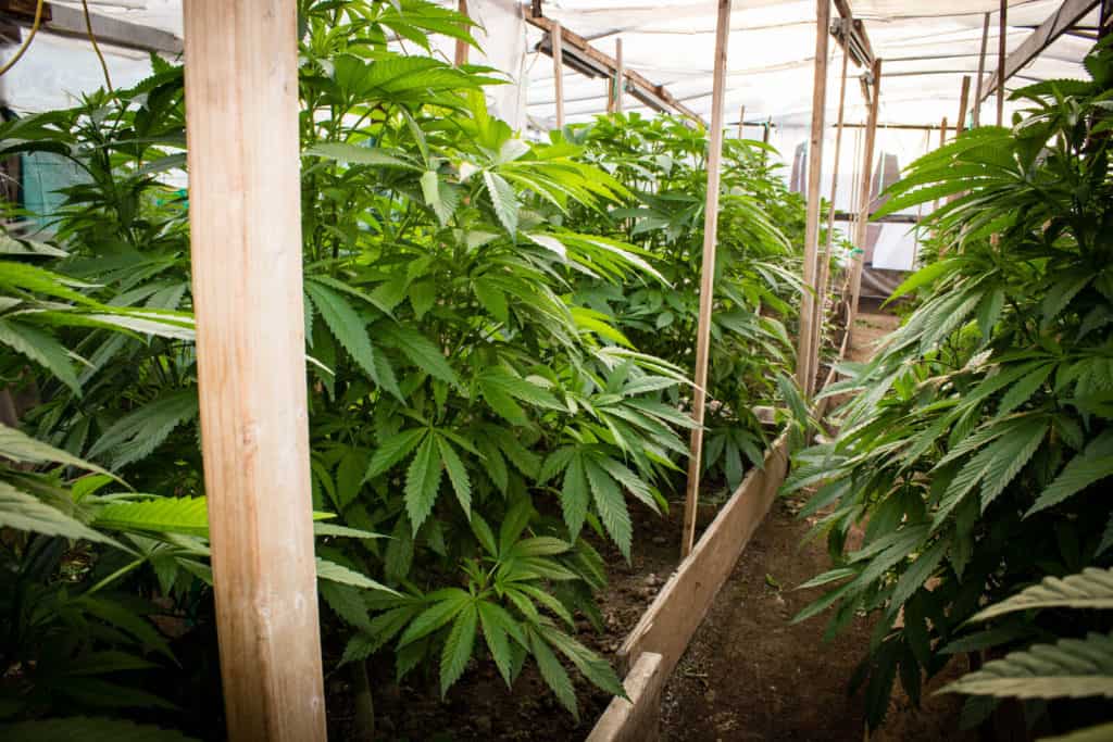 marijauna plants in greenhouse, medical marijuanas jobs