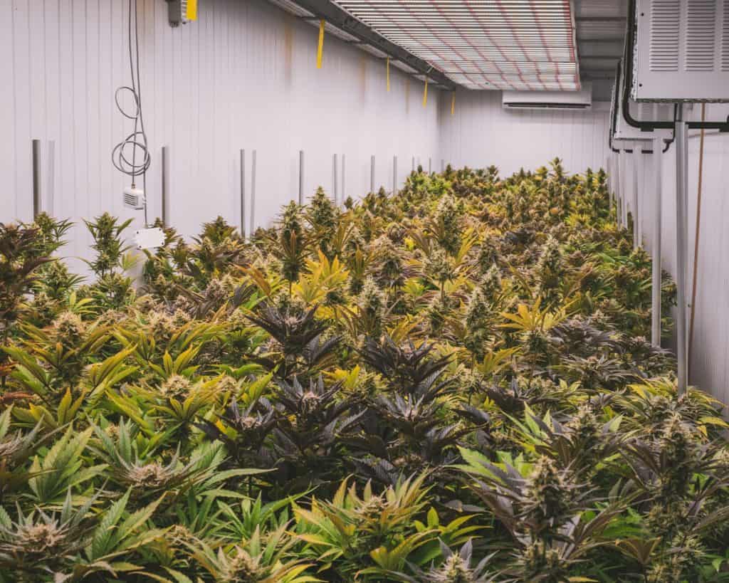 marijuana plants inside a greenhouse, cannabis insurance
