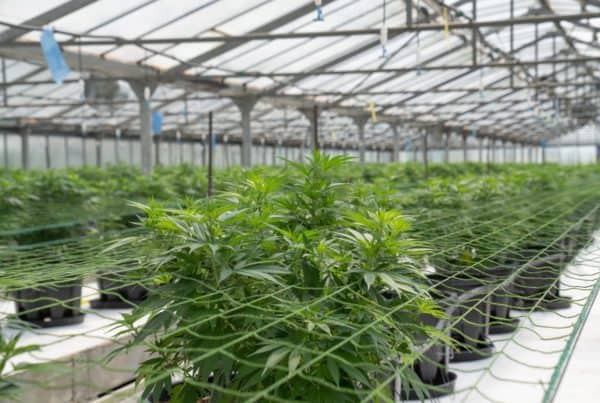 marijuana plants in a greenhouse, cannabis jobs Sacramento