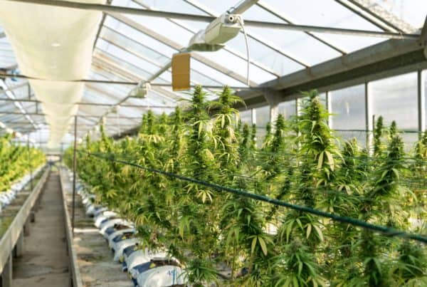 greenhouse of cannabis plants, cannabis jobs in Oregon