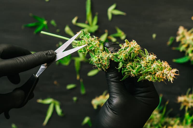 scissors trimming cannabis, bud trimmer jobs