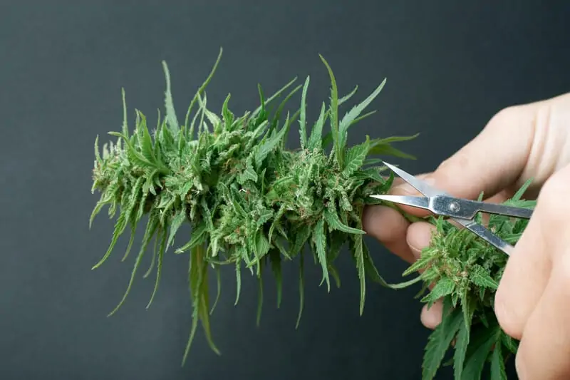 scissors trimming cannabis, cannabis careers