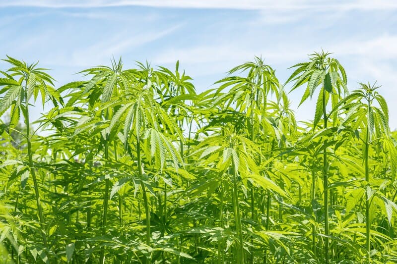 field of marijuana plants, cannabis cultivation jobs