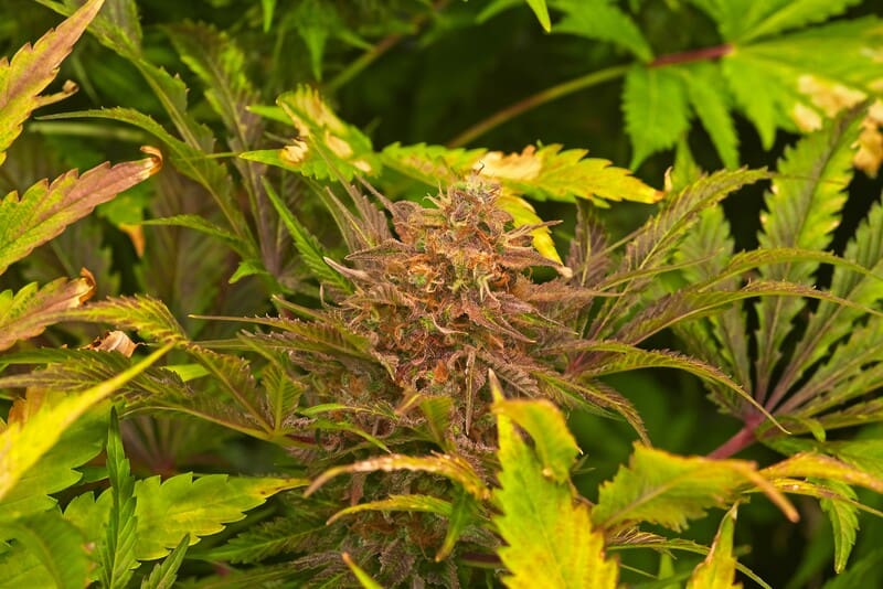 brown cannabis plant experiencing cannabis heat stress
