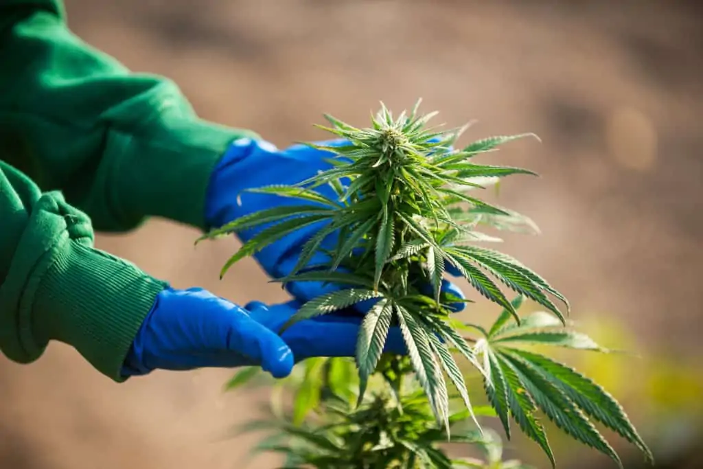 marijuana medical plant, hands medical gloves, cannabis jobs Sacramento