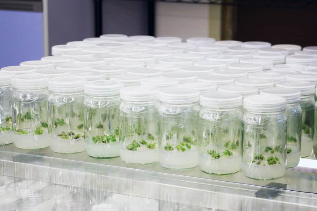 Plant in glass bottles collection on shelve of biotechnology laboratory, cannabis tissue culture