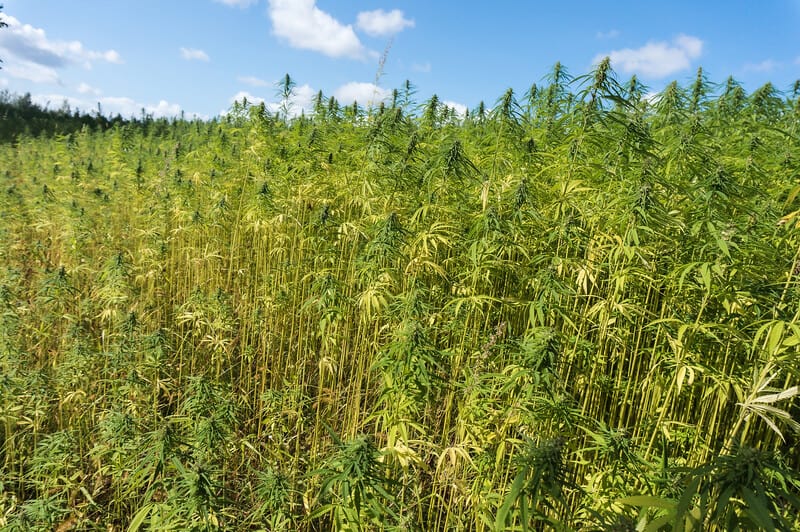 field of cannabis, croptober