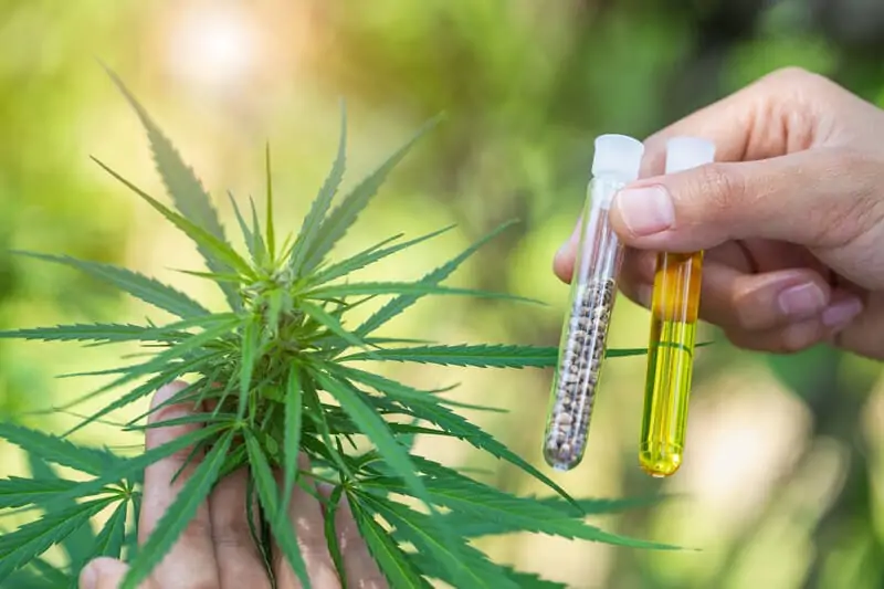 hemp plant with hemp oil and seeds, growing marijuana in Florida