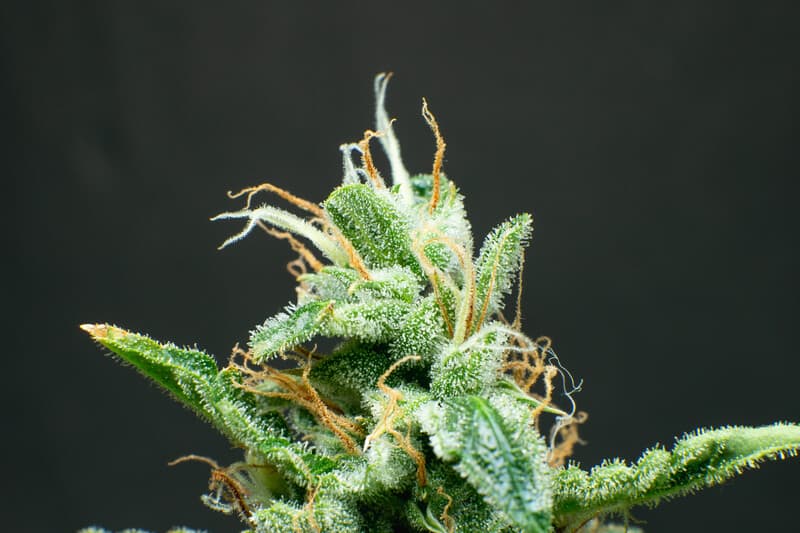 close up of a cannabis strain, landrace cannabis