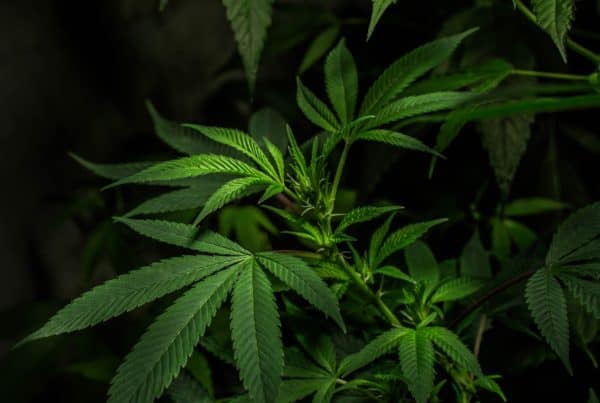 green cannabis plants on dark background, marijuana in Pennsylvania