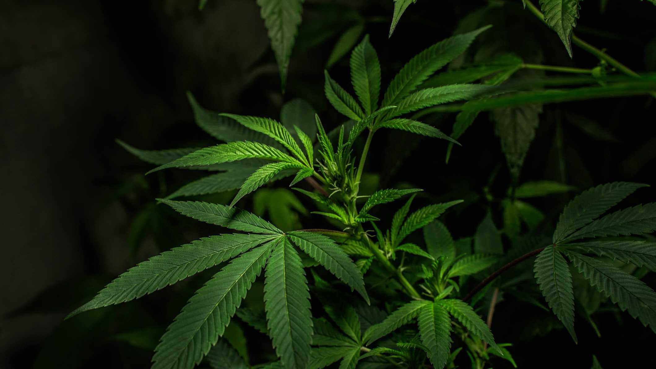 What is Happening With Marijuana in Pennsylvania?