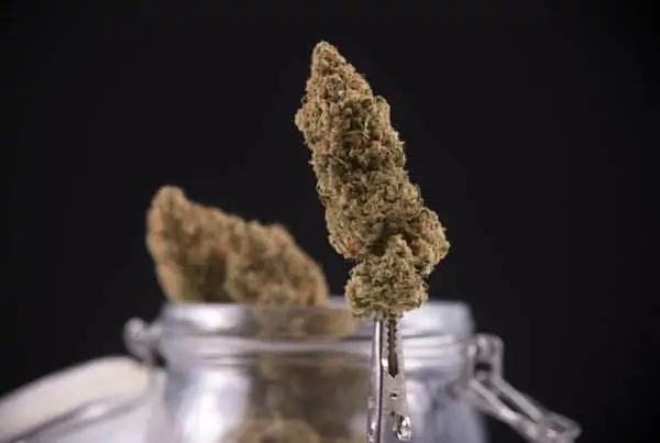 cannabis buds in glass jars, mile high dispensary