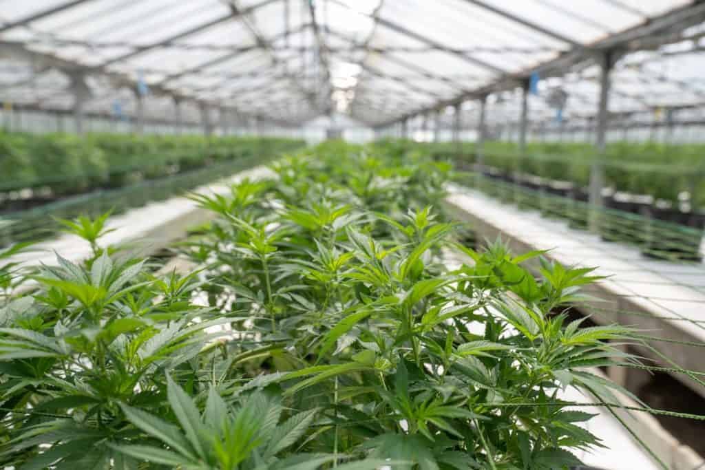 cannabis pants in a greenhouse, Minnesota marijuana