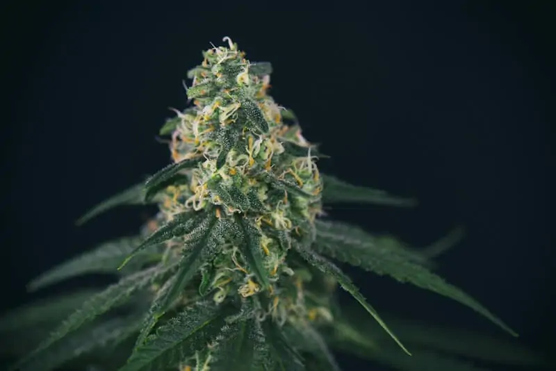 close up of orange cream strain cannabis 