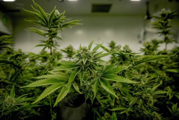 marijuana plants in a grow tent, weed legalization