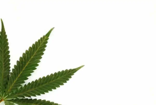 cannabis weed isolated on white, 420 cannabis events