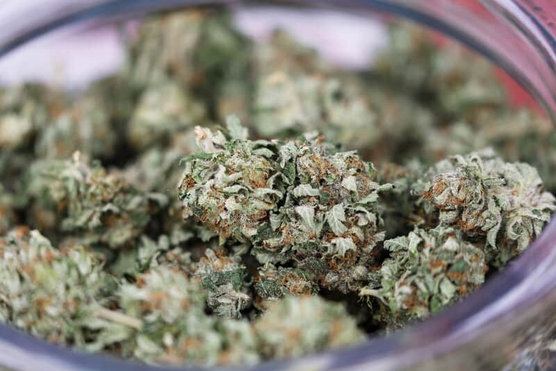 jar of cannabis buds, animal crackers strain