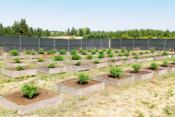 cannabis plants in boxes, how to protect your outdoor grow