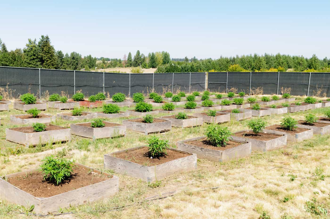 10 Steps How to Protect Your Outdoor Grow