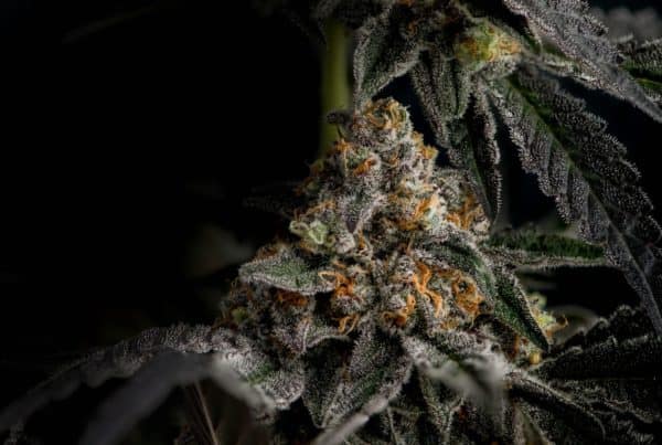 marijuana plant isolated on black, marijuana legalization update for October 2021