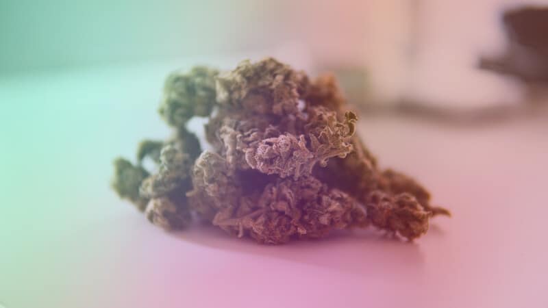 cannabis buds with purplish fuzzy background, triple chocolate chip strain