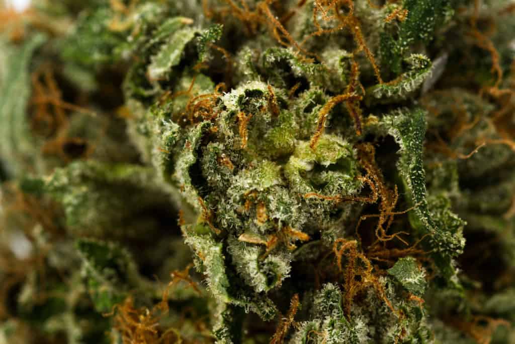 Macro of a cannabis bud with crystals and fibers, bacio strain