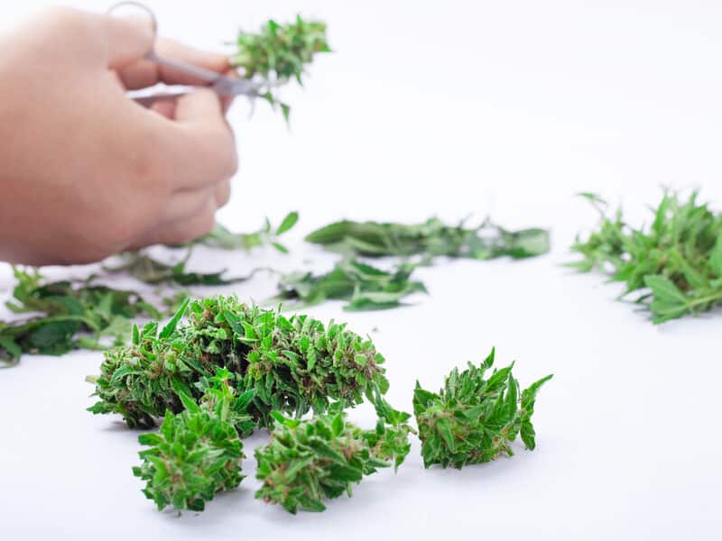 hand trimming cannabis leaves, best cannabis jobs