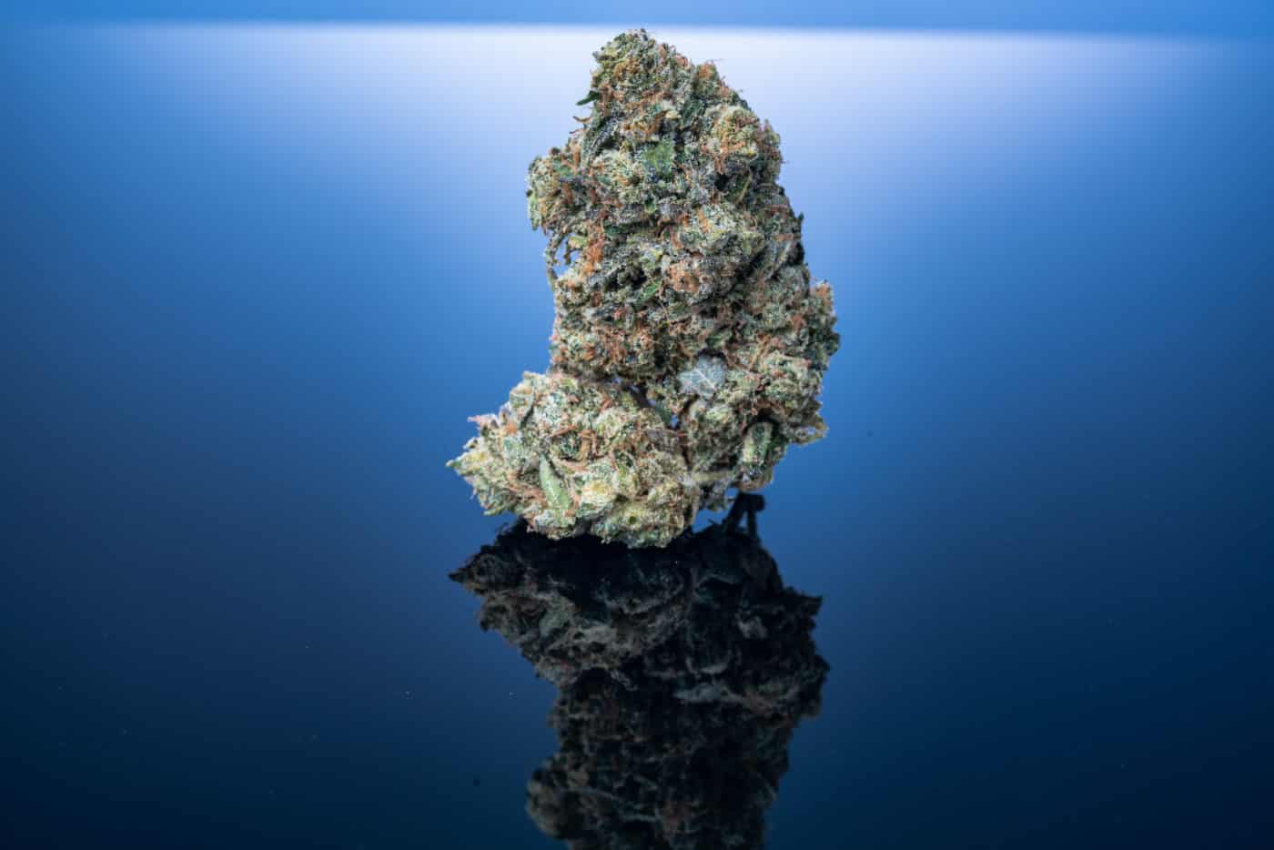 Candy Rain Weed Strain Review & Information