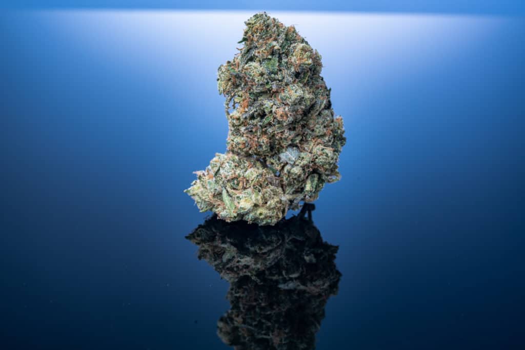 candy rain strain of cannabis isolated over blue