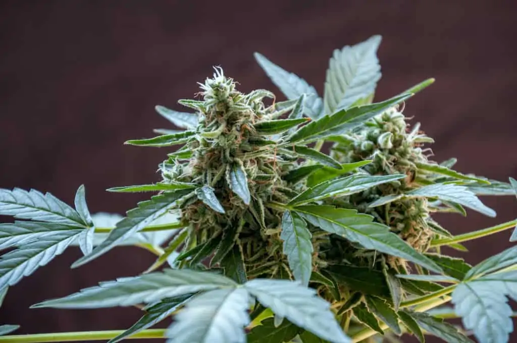 cannabis plant blossom close up, dosi punch strain